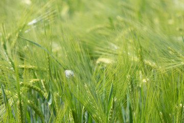 Beautiful photo of green wheat field with bokeh - shallow depth of field