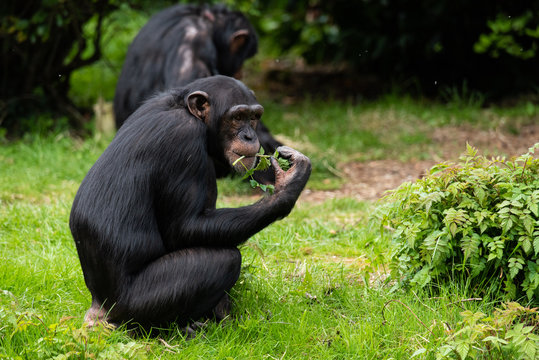 Chimp Eating