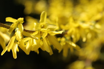 Forsycja © Perovskia