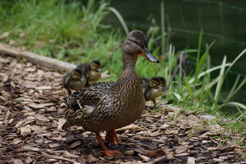 Maman canne et ses petits canetons