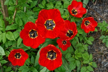 large red tulips in the garden on the ground