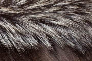 Fluffy fur background,texture closeup.
