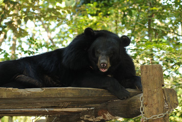 Laos: A black bear lying and looking at you