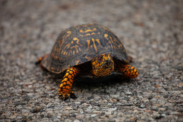box turtle crossing