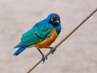 Bird on a Wire