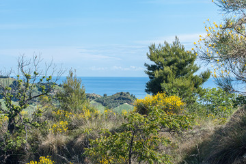 Landscapes of mediterranean view: yellow brooms, pine and  oak tree , sea in the horizont