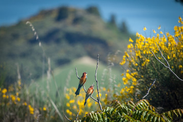 Fototapete bei efototapeten.de bestellen   