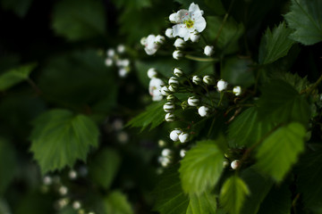  White flowers on a bush