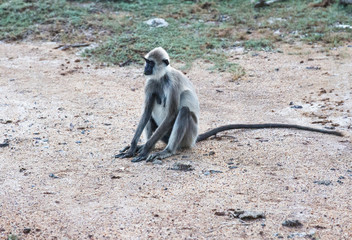 Sitting adult female monkey in Yala National Park, Sri Lanka