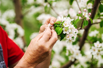 farmer examining blooming apple trees in orchard.  Gardening and people concept..