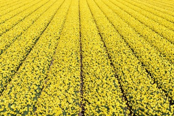 daffodil field in the Netherlands