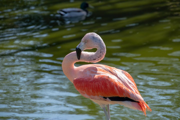 Chilean Flamingo enjoying being in the sun
