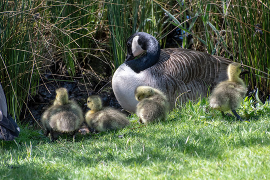 A goose with their baby goslings