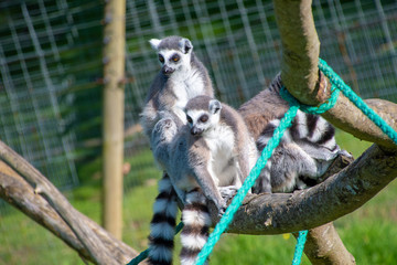 Fototapeta premium Ring tailed Lemur sitting on a branch