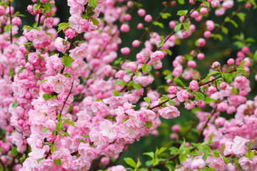 Branch of almond with beautiful pink flowers