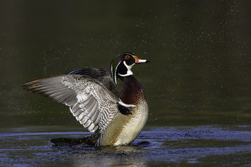 Male Wood Duck Drake Splashing Water With Open Wings