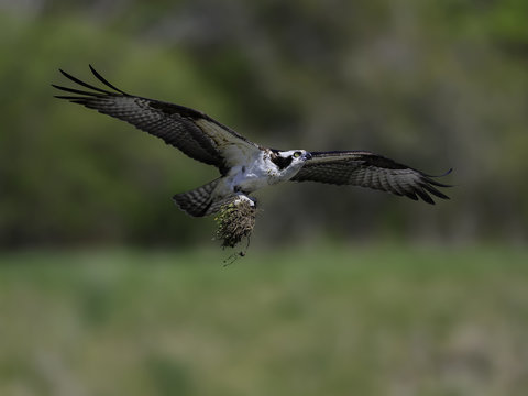 Osprey in Flight Carrying Nesting Material