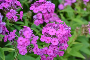 pink flowers with small petals planted on a garden flower bed