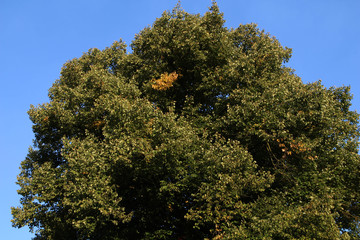 Multi-colored trees in autumn's best weather 
