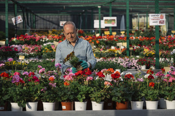 Senior man transplanting plants.