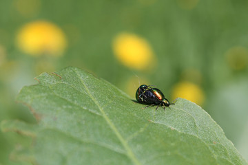 Mating couple of Gastrophysa viridula or green dock leaf beetle