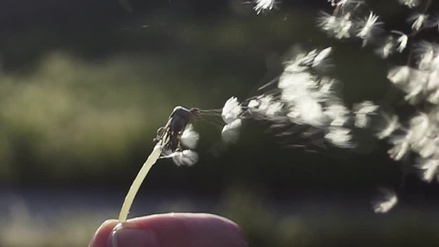Blowing Dandelion Seeds. Flying dandelion seeds against the bright sun. Slow Motion