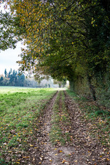 Chemin en forêt