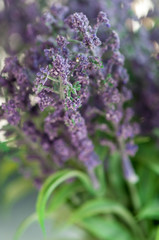 Obraz premium Close-up of purple lavender flowers
