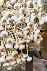 many organic garlic sales on the market