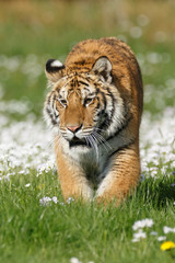 Tiger in Blumen