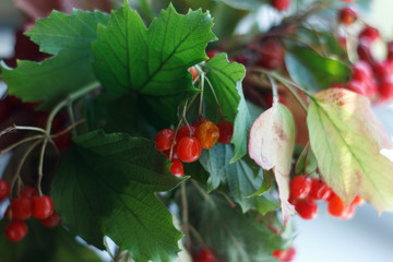 Guelder-rose branch