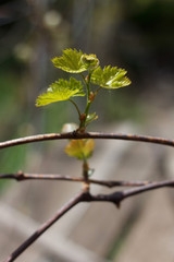 Rod branch with small growing leaves