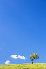 alone little tree under blue sky on green grass