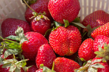 strawberries macro