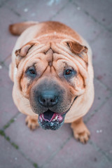 Shar-Pei game in the park 