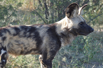 Wilddogs are dangerous hunters and killers