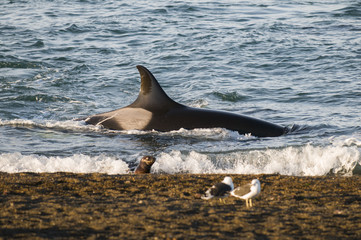 Orca hunt sea lions, Patagonia , Argentina