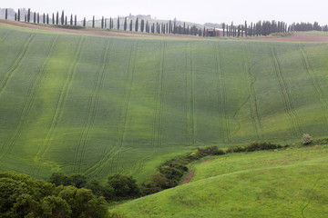 green summer landscape in tuscany, Italy