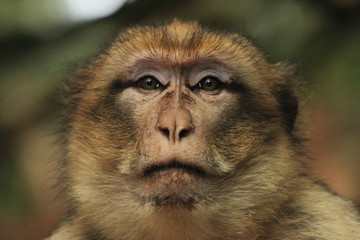 Portrait d'un macaque adulte à la Montagne des singes en Alsace