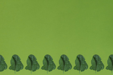 Fresh green leaf of spinach on a green background. Template. Top view.