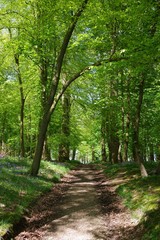 Fototapeta na wymiar Small path in the bluebell wood, UK