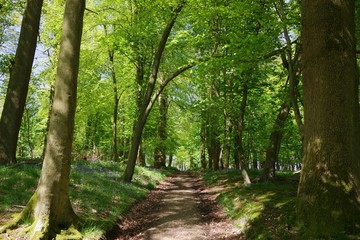 Small path in the bluebell wood, UK