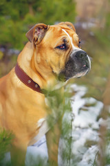 The portrait of a fawn Ca de Bou dog (Mallorquin mastiff) with a leather collar posing outdoors in spring