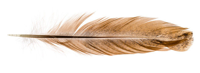 Fototapeta na wymiar Feather bird isolated on a white background
