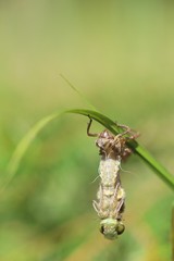 Newborn dragonfly