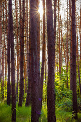 Fototapeta premium sunset in the forest with tall pines