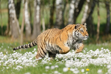 Fototapeta na wymiar Sibirischer Tiger in Blumen