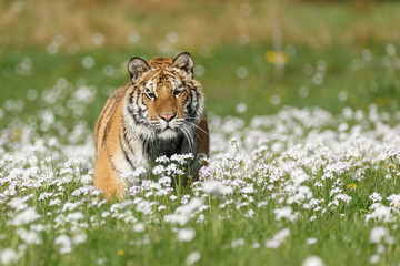 Sibirischer Tiger in Blumen
