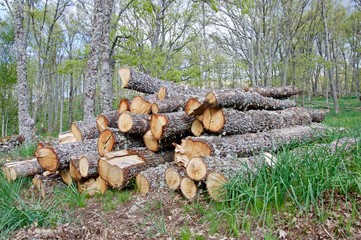 Logging of oaks in the forest
