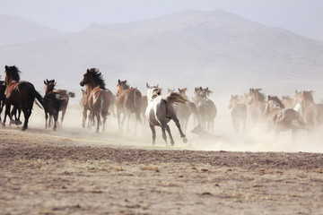 a plain with beautiful horses in sunny summer day in Turkey. Herd of thoroughbred horses. Horse herd run fast in desert dust against dramatic sunset sky. wild horses 